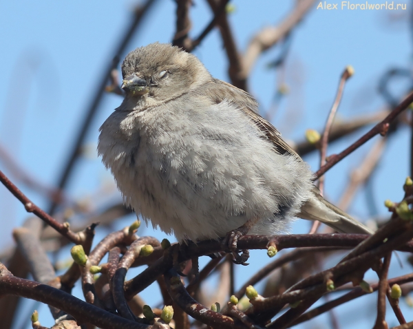 Passer domesticus
Ключевые слова: Passer domesticus