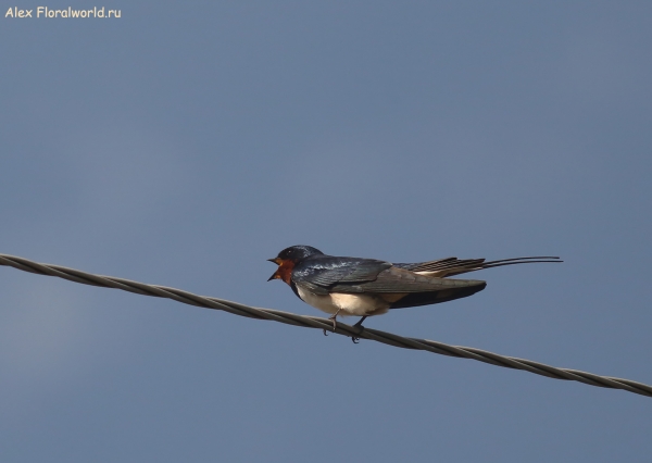 Hirundo rustica
Ключевые слова: Hirundo rustica