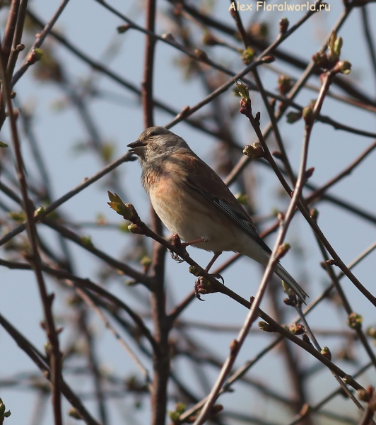 Carduelis cannabina
Ключевые слова: Carduelis cannabina