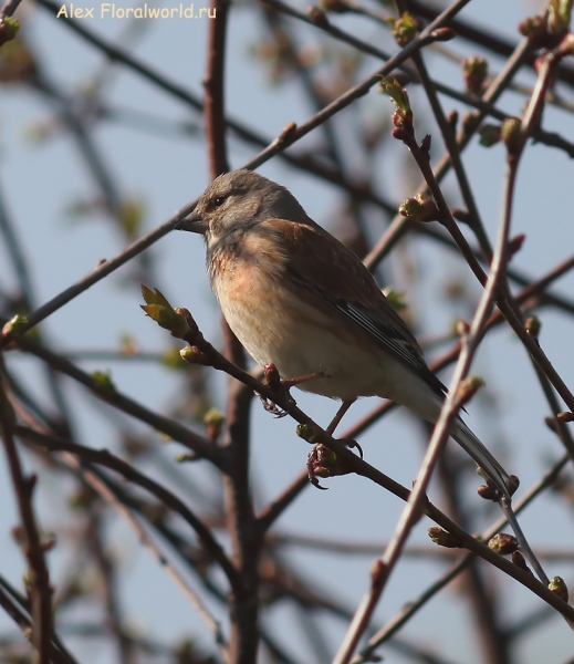 Carduelis cannabina
Ключевые слова: Carduelis cannabina