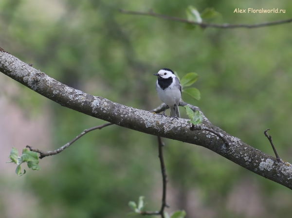 Motacilla alba
Ключевые слова: Motacilla alba