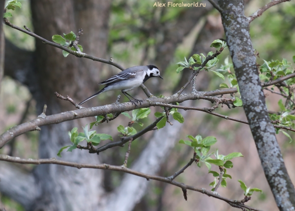 Motacilla alba
Ключевые слова: Motacilla alba