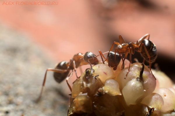 Муравьи
Ключевые слова: муравьи
