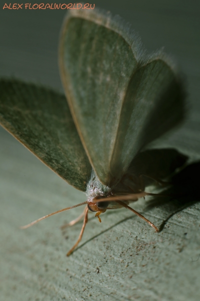 Hemistola chrysoprasaria
Ключевые слова: Hemistola chrysoprasaria