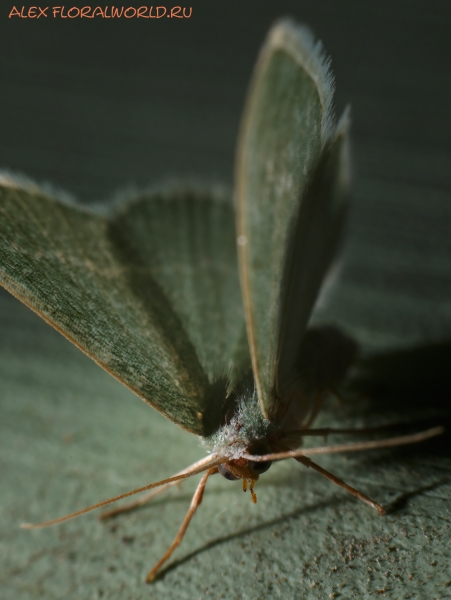 Hemistola chrysoprasaria
