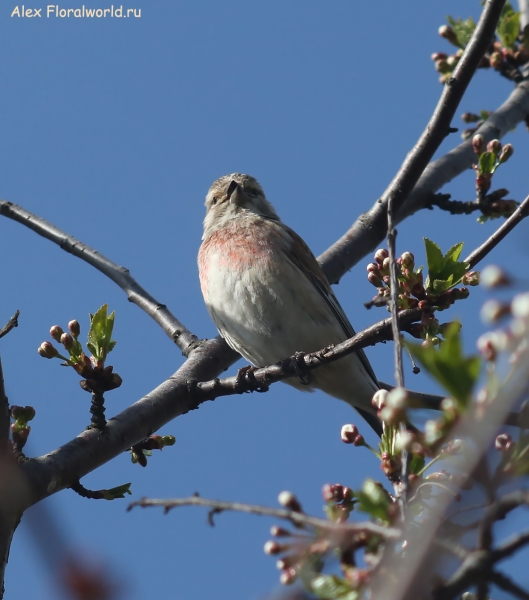 Carduelis cannabina 
Ключевые слова: Carduelis cannabina