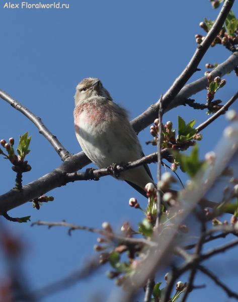 Carduelis cannabina 
Ключевые слова: Carduelis cannabina