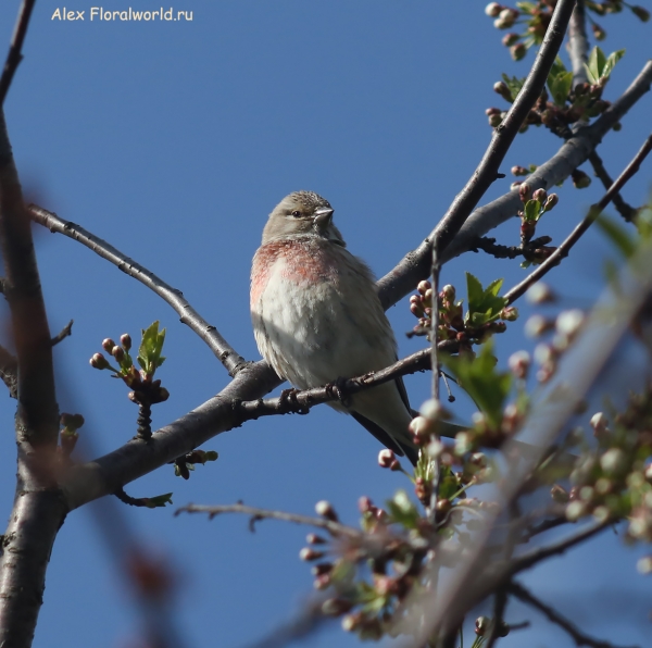 Carduelis cannabina 
Ключевые слова: Carduelis cannabina