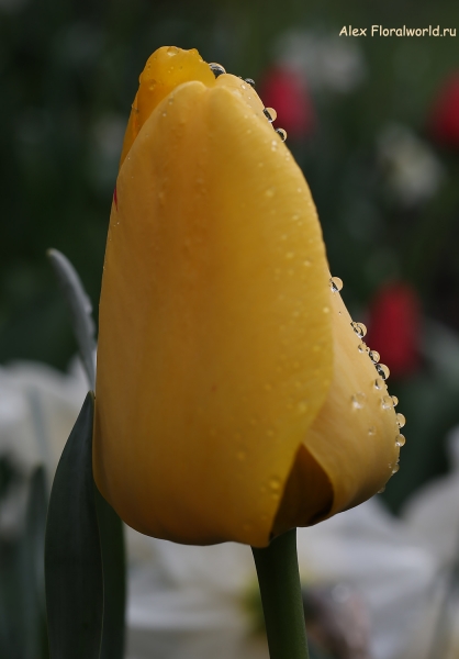 IMG_3092.jpg