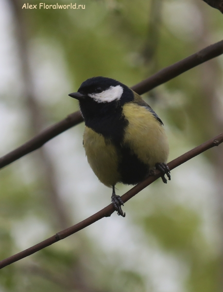 Parus major
Ключевые слова: Parus major