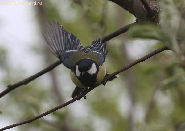 Parus major
Ключевые слова: Parus major