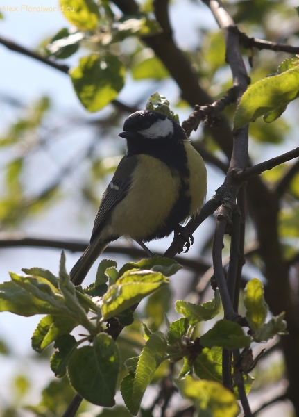 Parus major
Ключевые слова: Parus major