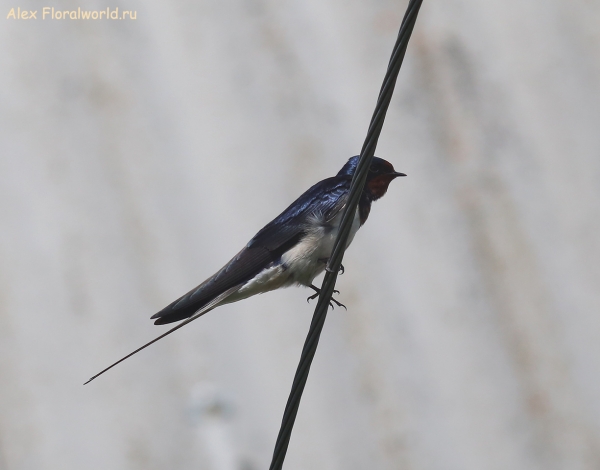 Hirundo rustica
Ключевые слова: Hirundo rustica