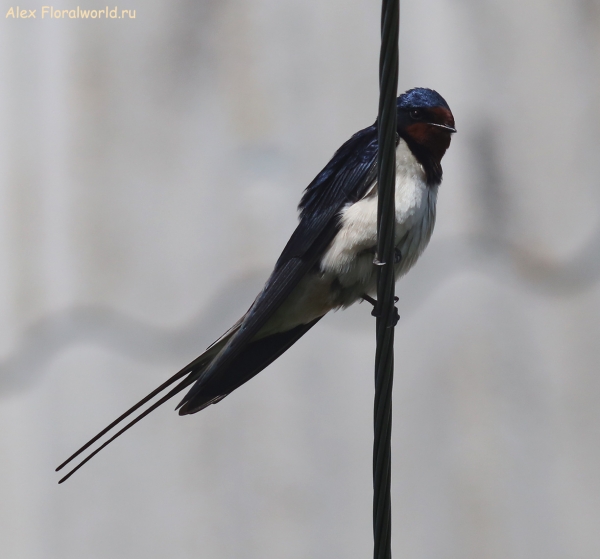 Hirundo rustica
Ключевые слова: Hirundo rustica