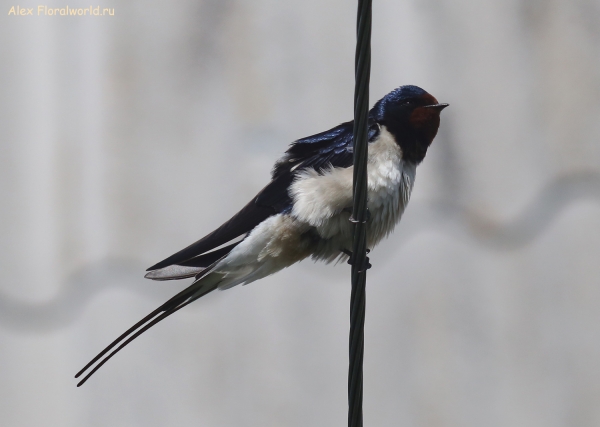 Hirundo rustica
Ключевые слова: Hirundo rustica