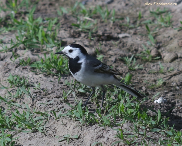 Motacilla alba
Ключевые слова: Motacilla alba