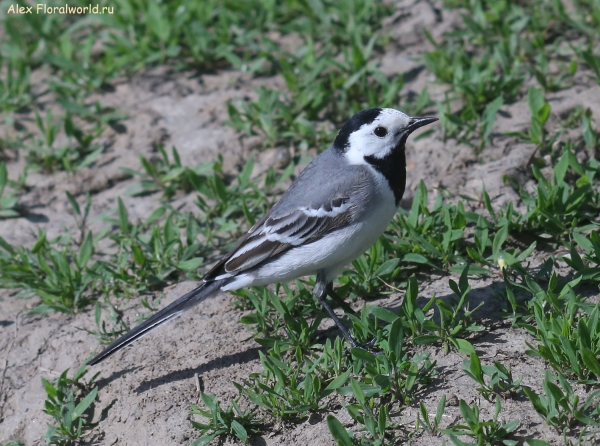 Motacilla alba
Ключевые слова: Motacilla alba