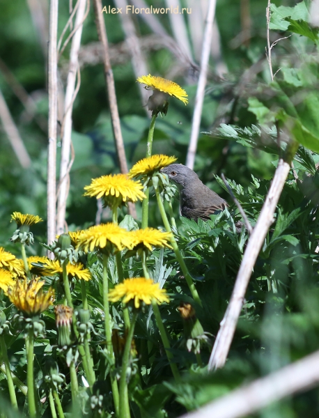 Acrocephalus
Ключевые слова: Acrocephalus