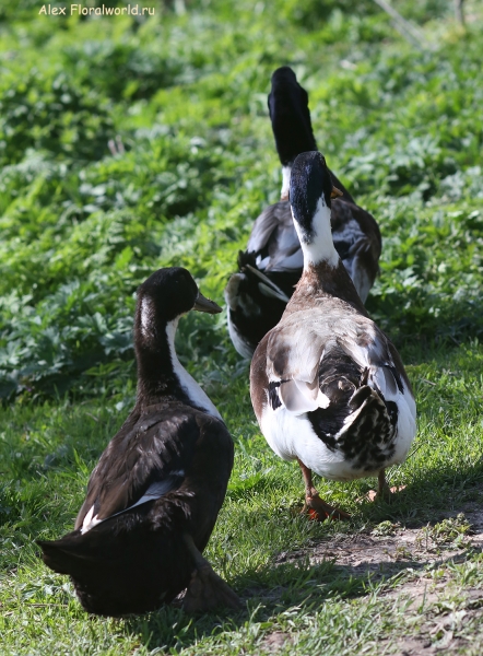 Duck
Ключевые слова: Duck