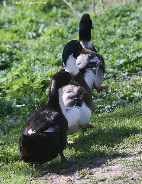 Duck
Ключевые слова: Duck