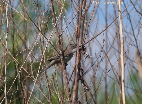 Acrocephalus
Ключевые слова: Acrocephalus