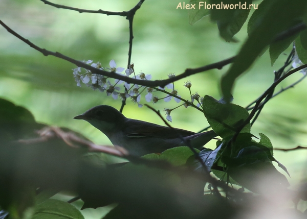 Acrocephalus
Ключевые слова: Acrocephalus