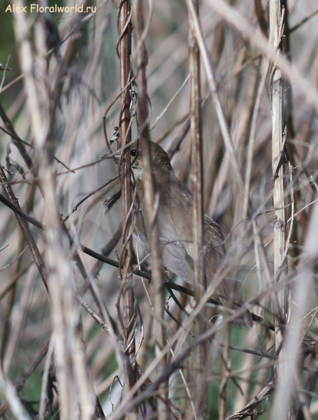 Luscinia luscinia
Ключевые слова: Luscinia luscinia