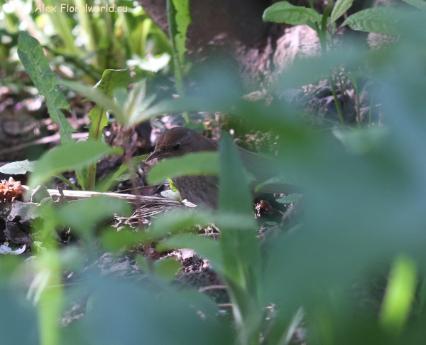 Luscinia luscinia
Ключевые слова: Luscinia luscinia