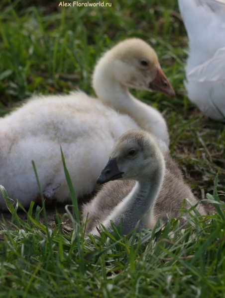 Goose
Ключевые слова: Goose