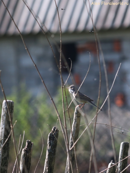 Acrocephalus
Ключевые слова: Acrocephalus