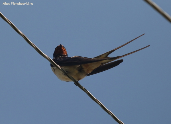 Hirundo rustica
Ключевые слова: Hirundo rustica