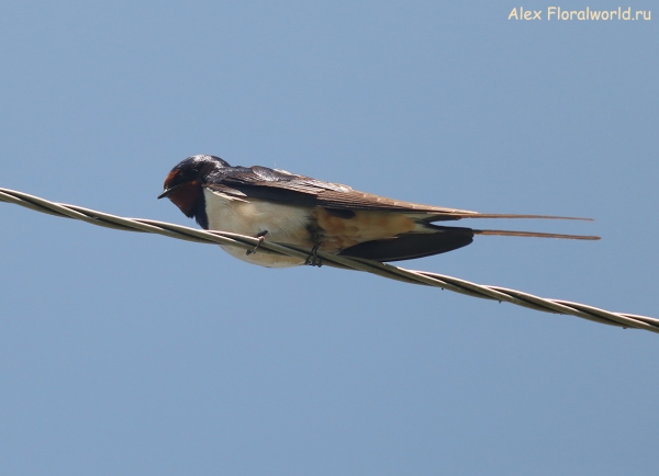 Hirundo rustica
Ключевые слова: Hirundo rustica