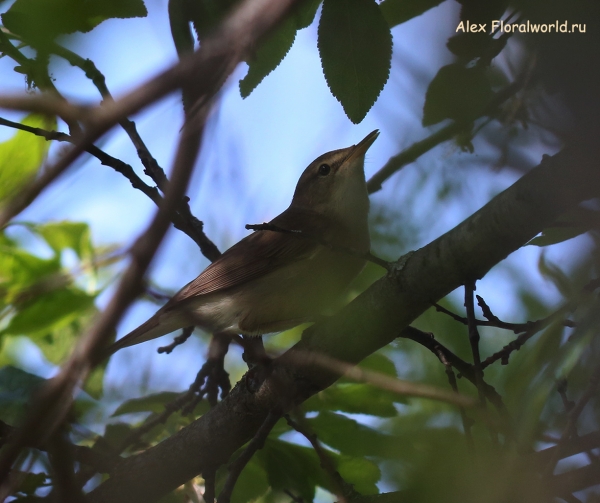 Acrocephalus dumetorum
Ключевые слова: Acrocephalus dumetorum