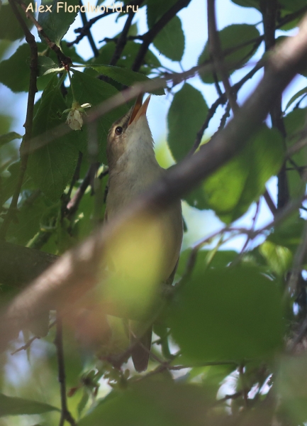 Acrocephalus dumetorum
Ключевые слова: Acrocephalus dumetorum