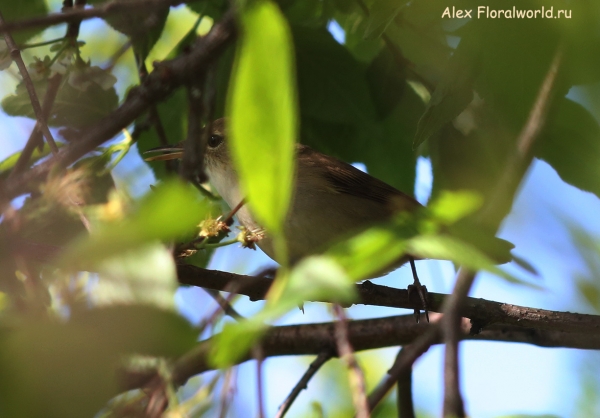 Acrocephalus dumetorum
Ключевые слова: Acrocephalus dumetorum
