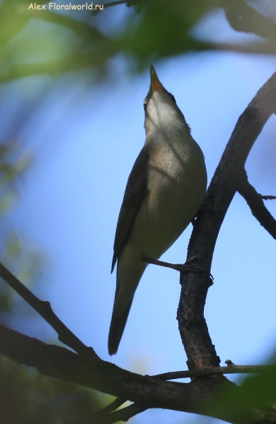 Acrocephalus dumetorum
Ключевые слова: Acrocephalus dumetorum