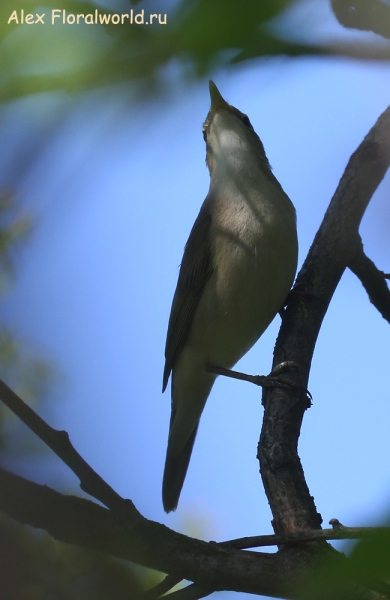Acrocephalus dumetorum
Ключевые слова: Acrocephalus dumetorum