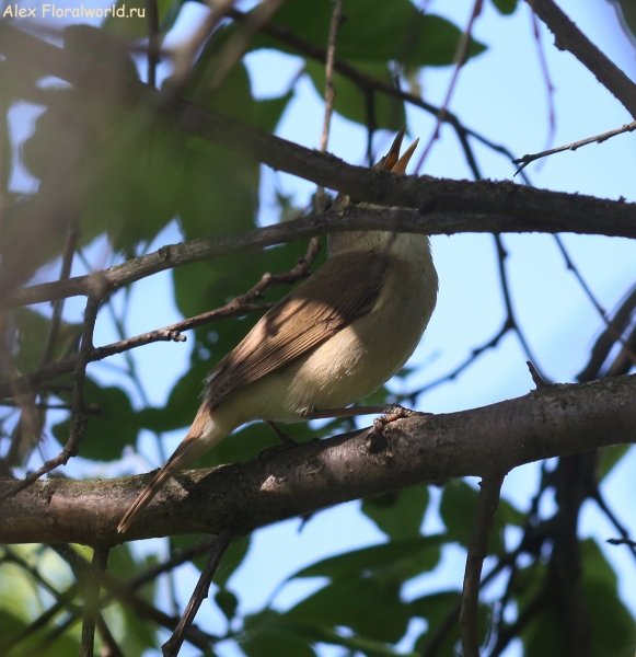 Acrocephalus dumetorum
Ключевые слова: Acrocephalus dumetorum