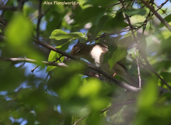 Acrocephalus dumetorum
Ключевые слова: Acrocephalus dumetorum