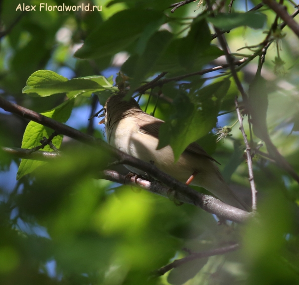 Acrocephalus dumetorum
Ключевые слова: Acrocephalus dumetorum