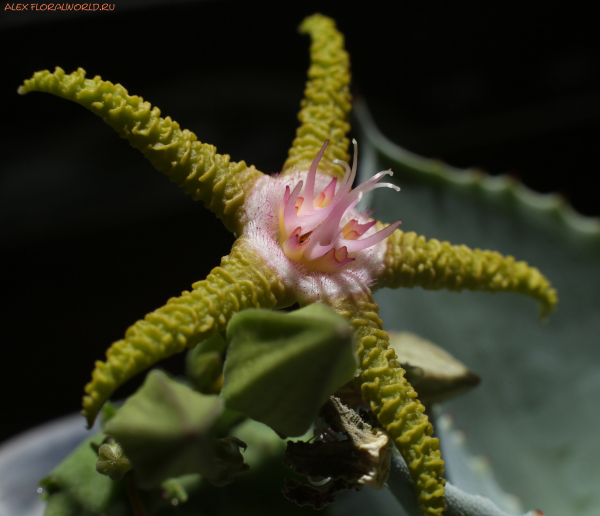 Stapelia flavopurpurea
Ключевые слова: Stapelia flavopurpurea