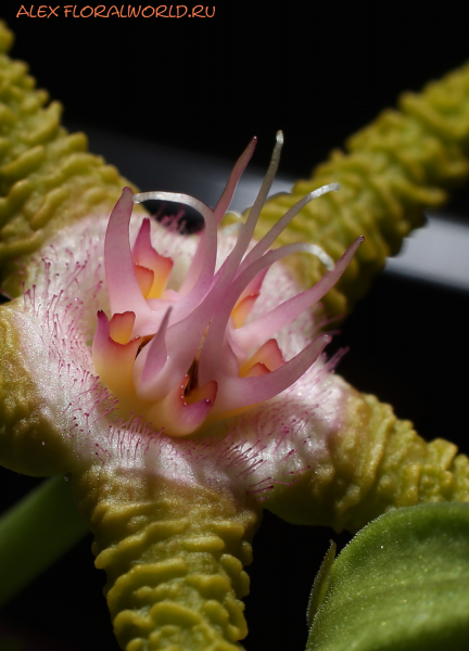 Stapelia flavopurpurea
Ключевые слова: Stapelia flavopurpurea