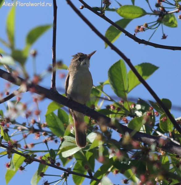 Acrocephalus
Ключевые слова: Acrocephalus