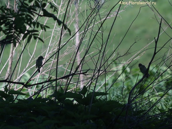 Acrocephalus
Ключевые слова: Acrocephalus