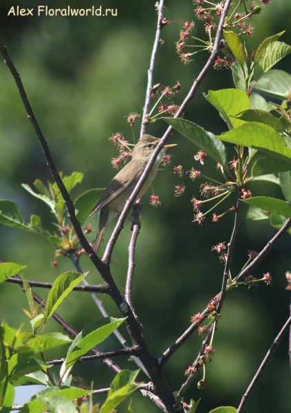 Acrocephalus
Ключевые слова: Acrocephalus