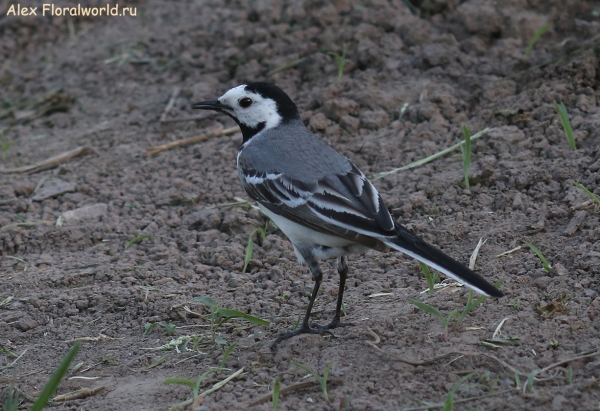 Motacilla alba
Ключевые слова: Motacilla alba