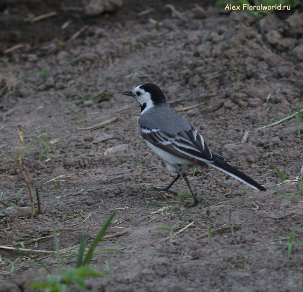 Motacilla alba
Ключевые слова: Motacilla alba