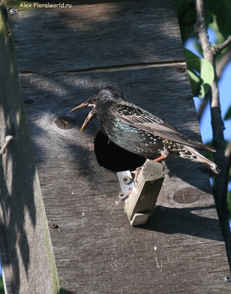  Sturnus vulgaris
Ключевые слова: Sturnus vulgaris