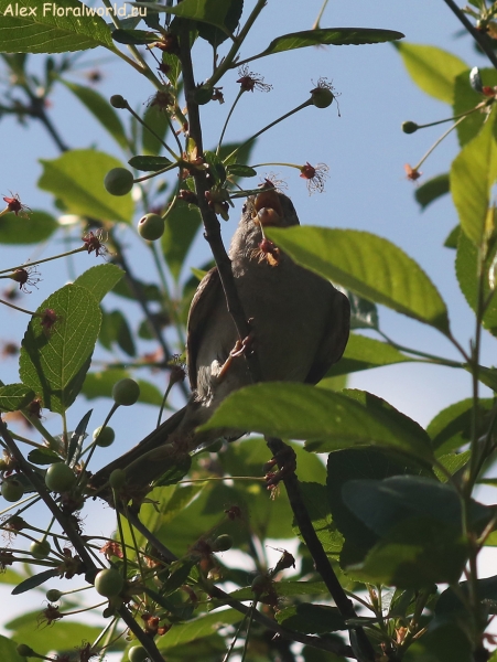 Passer montanus
Ключевые слова: Passer montanus