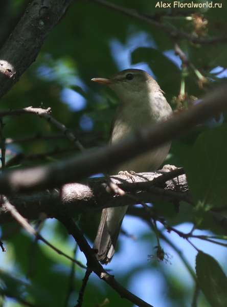 Acrocephalus dumetorum
Ключевые слова: Acrocephalus dumetorum